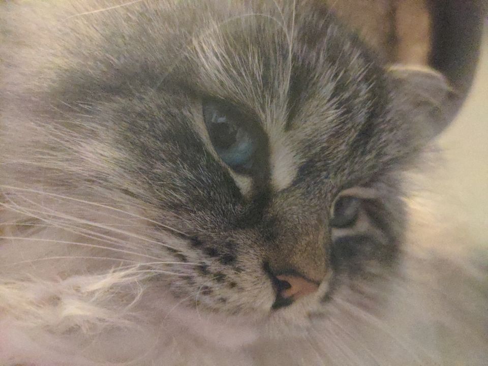 Caturday, Part 1.
